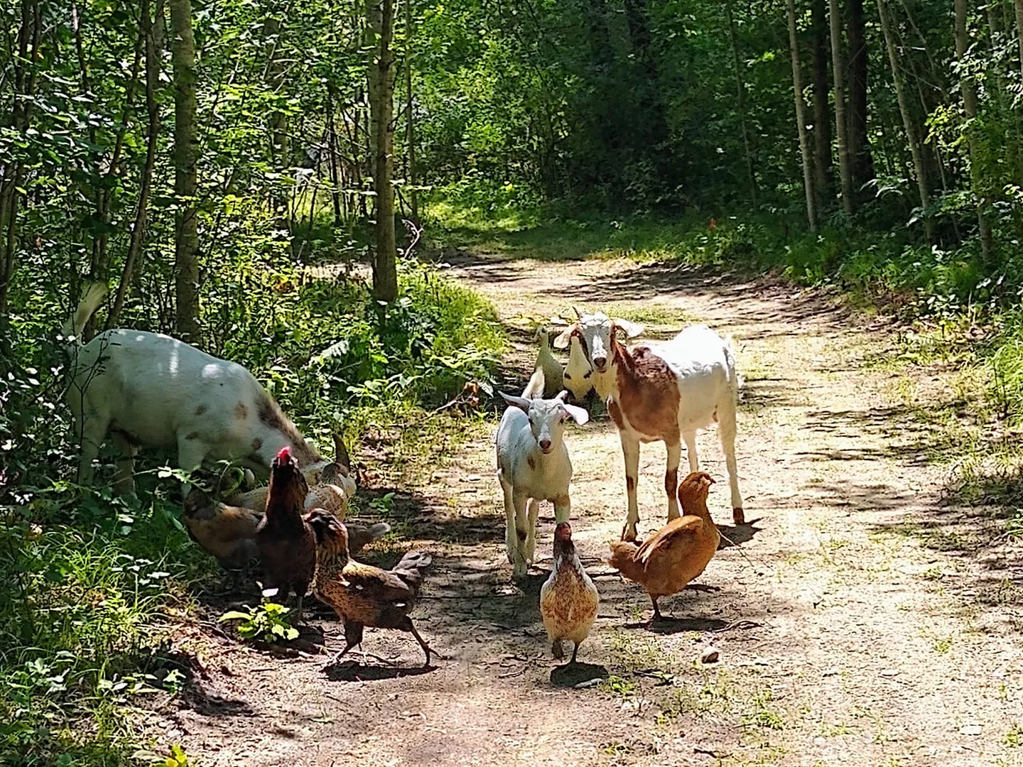 Animals on the homestead