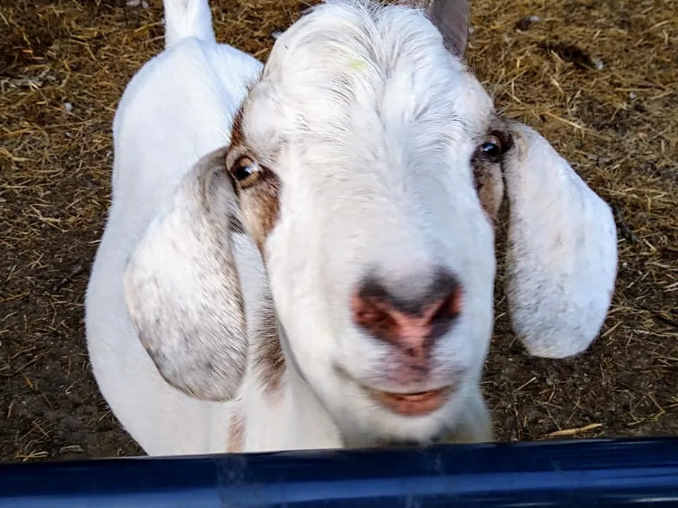 A goat on the property