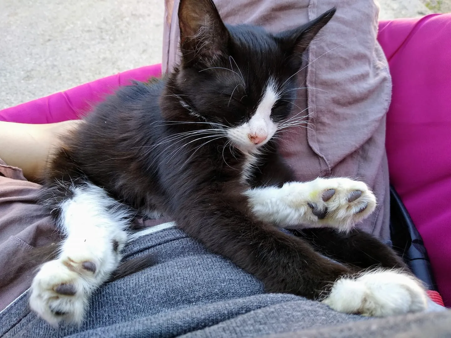 Kitty