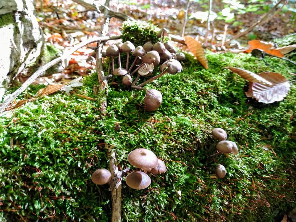 Moss and mushrooms on the forest floor